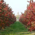 peschi in autunno