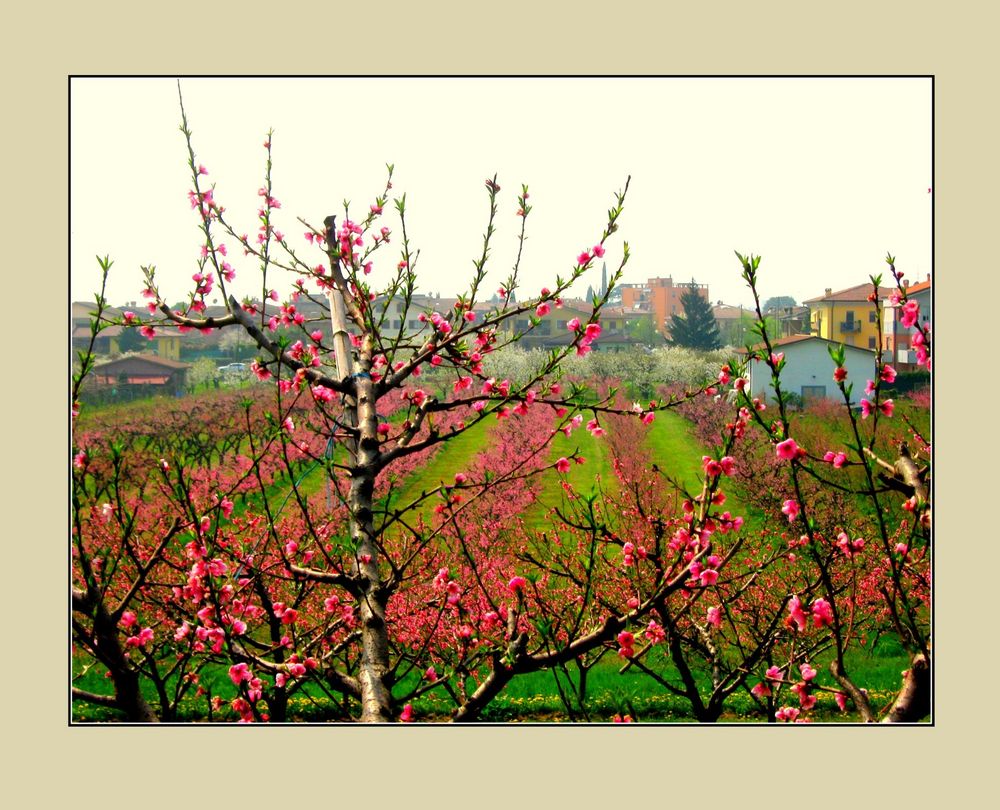 Peschi in fiore a...Pescantina!