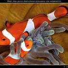 Pesci pagliaccio (Amphiprion ocellaris) con gamberetto (periclimenes tosaensis)