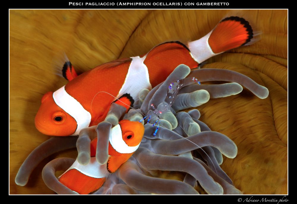 Pesci pagliaccio (Amphiprion ocellaris) con gamberetto (periclimenes tosaensis)