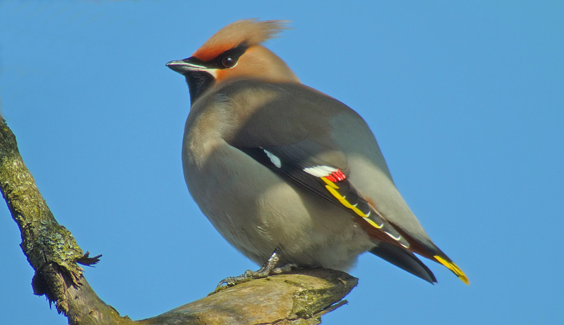 Pestvogel...