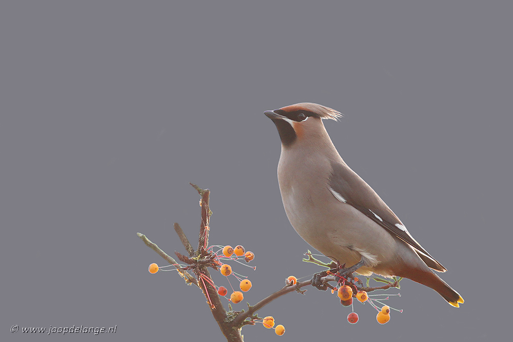 Pestvogel (Bombycilla garrulus)