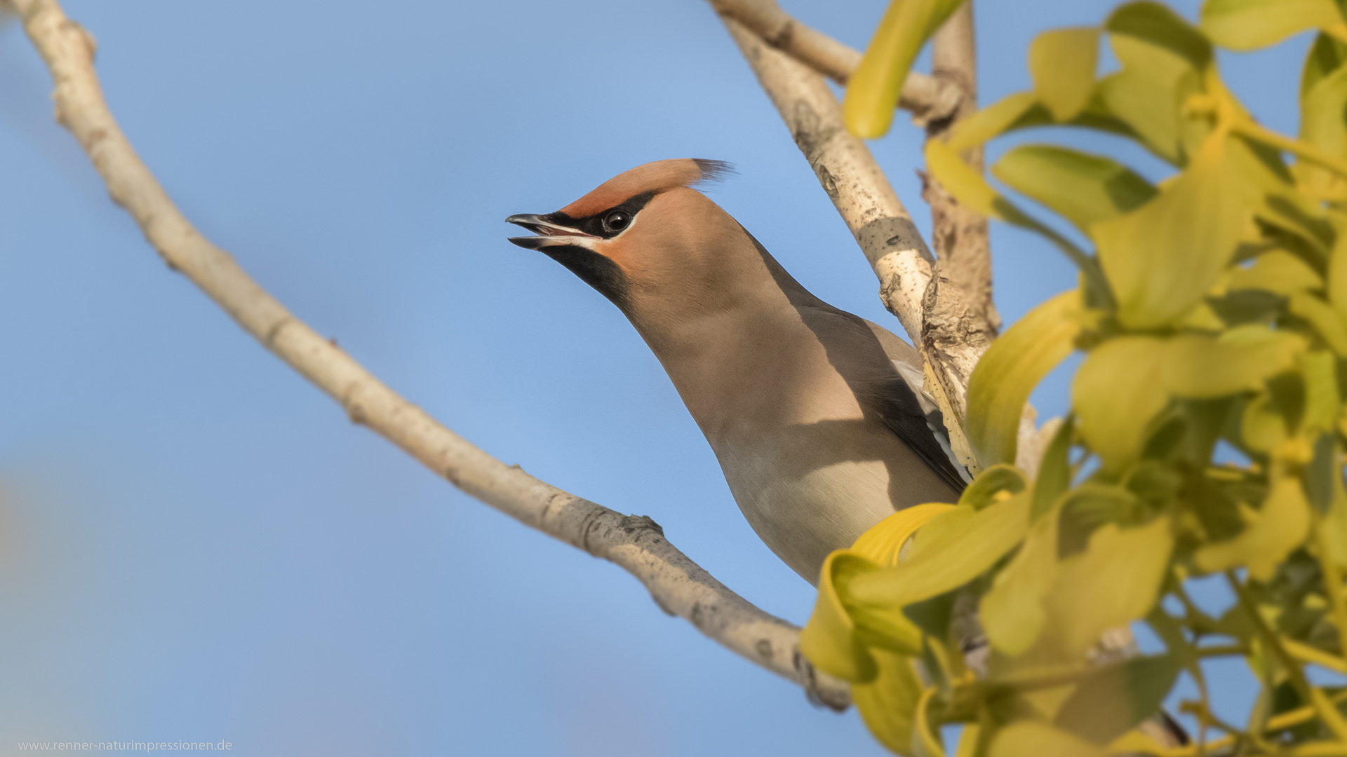 Pestvogel