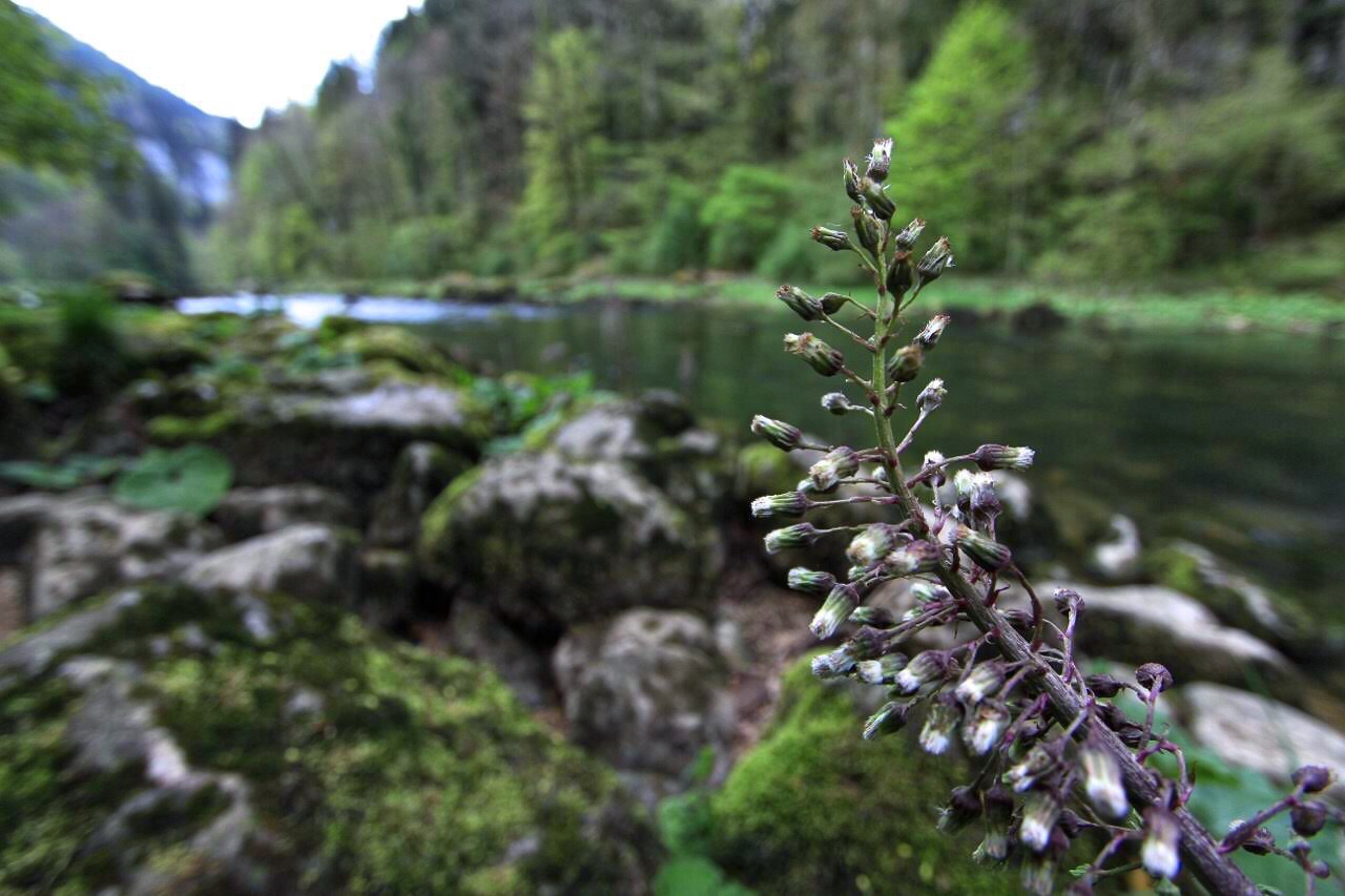 Pestwurz am Doubs