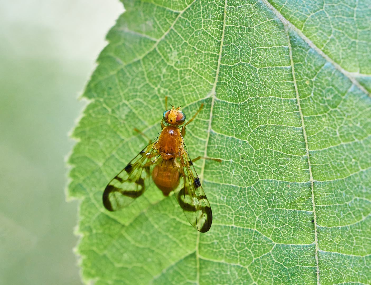 Pestwurz-Bohrfliege (Acidia cognata).