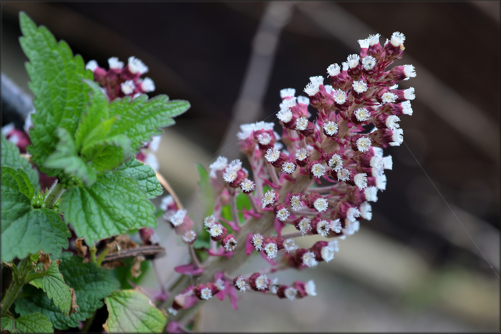 Pestwurz (Petasites hybridus)