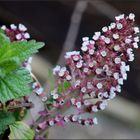 Pestwurz (Petasites hybridus)