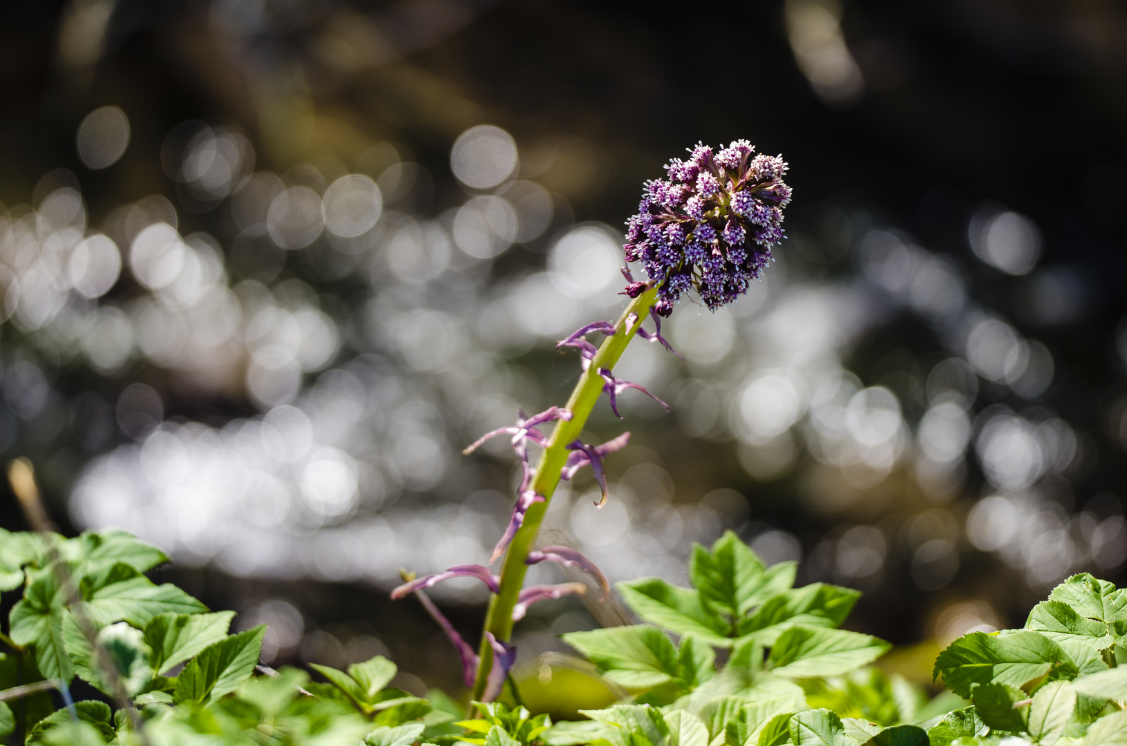 Pestwurz (Petasites hybridus)