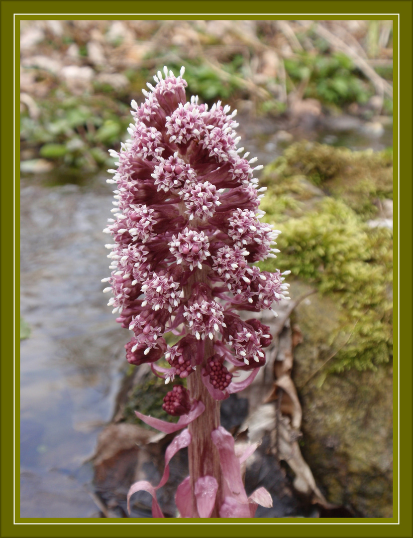 Pestwurz (Petasites hybridus) - Eine fast vergessene Heilpflanze