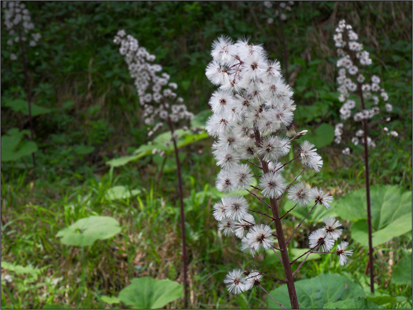 Pestwurz - Samenstände Foto & Bild | pflanzen, pilze & flechten, blüten- & kleinpflanzen ...