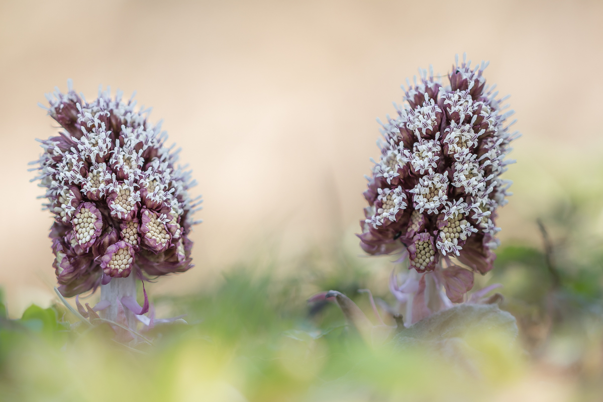 Pestwurzblüten