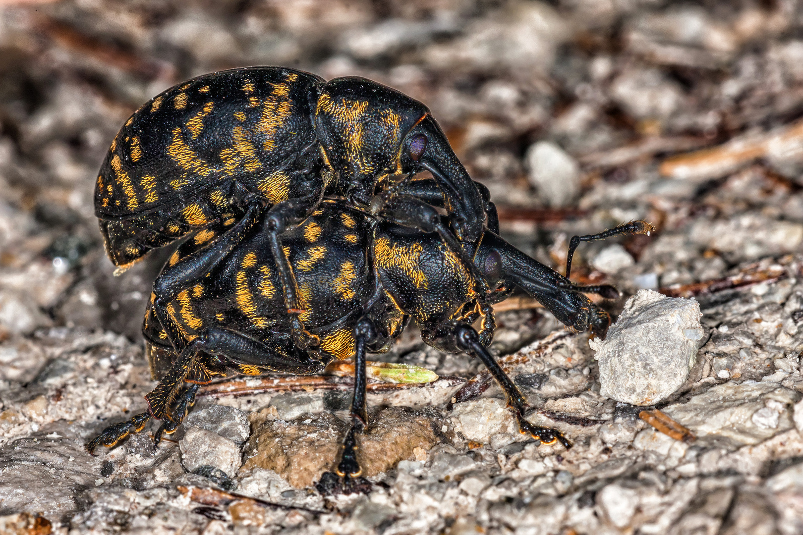 Pestwurzrüssler im Huckepack