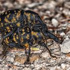 Pestwurzrüssler im Huckepack