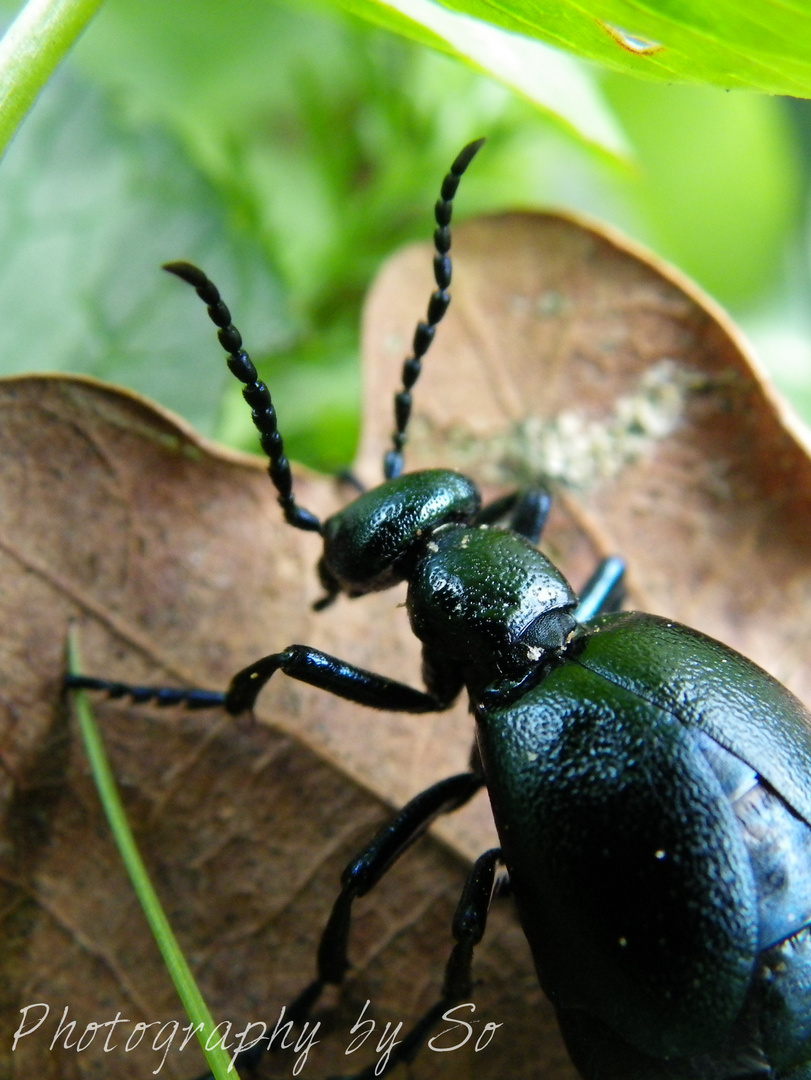 Pet in black