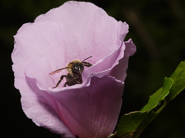 Petal Muncher