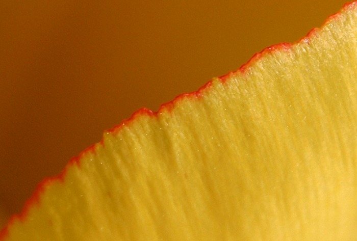 petal of a tulip