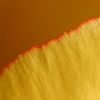 petal of a tulip