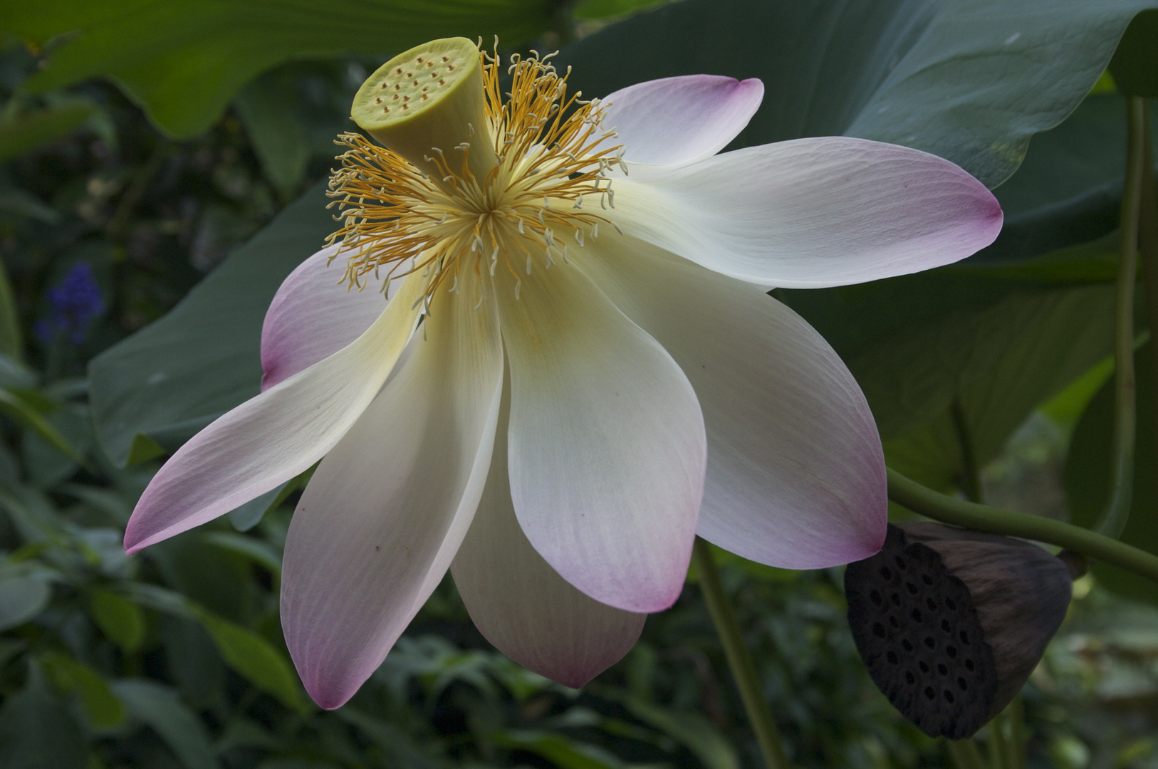 Petal & Seed Pod