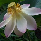 Petal & Seed Pod