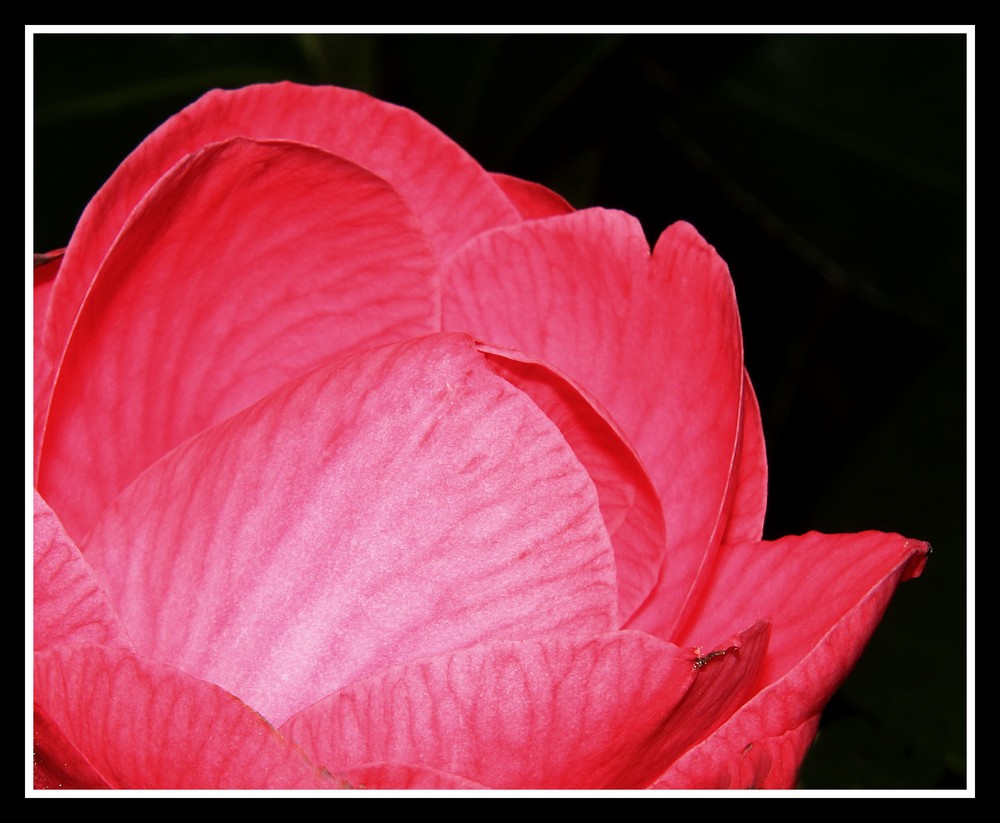 " Pétales d'une fleur de camèlia "