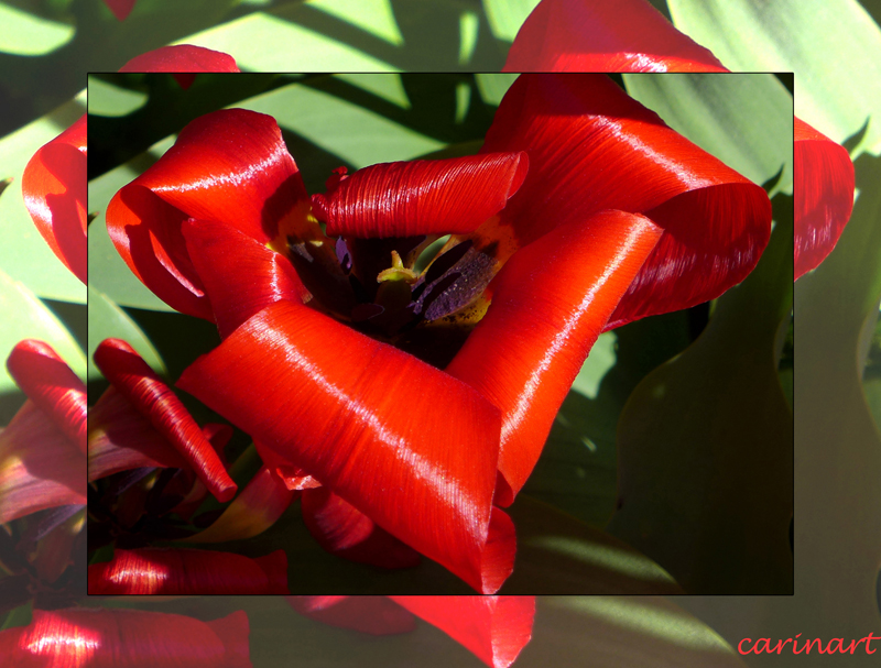 Pétales enroulées / Zusammengerollte Tulpenblätter