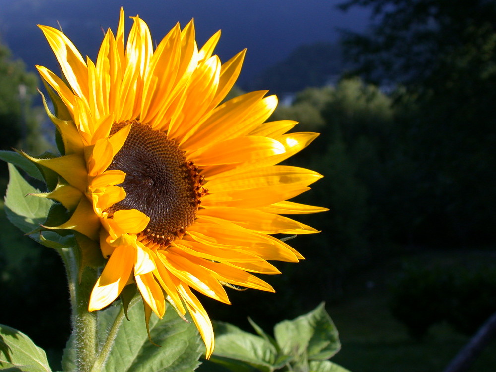 Petali di Sole....