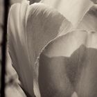 Petali di tulipano