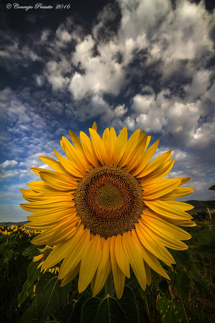 Petali gialli