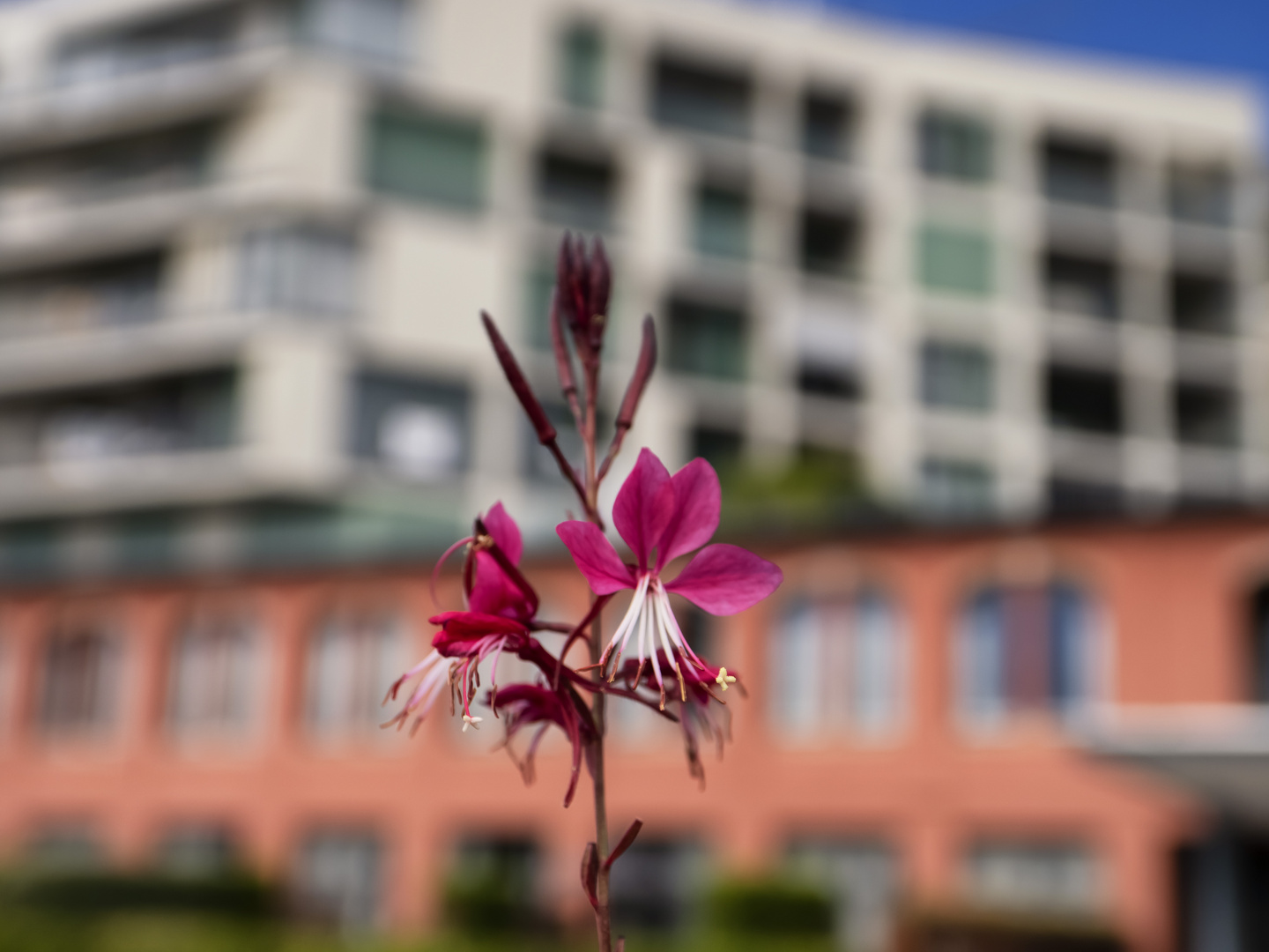 Petali nel residence