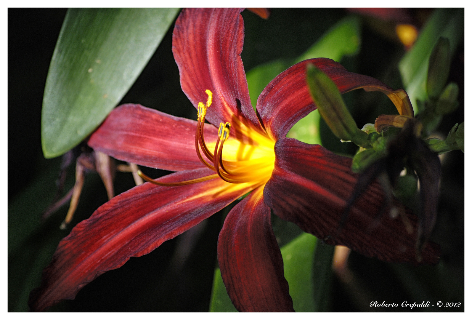 Petali nell'ombra