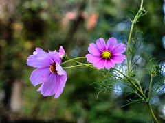 Petali rosa