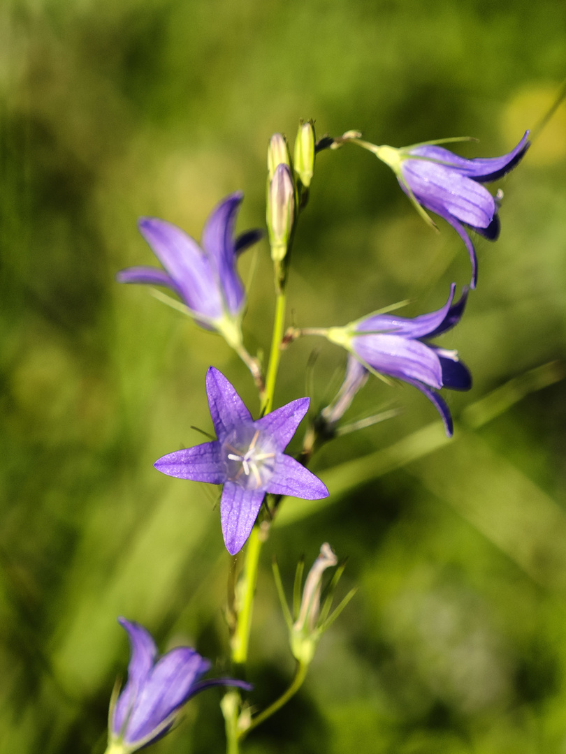 Petali viola