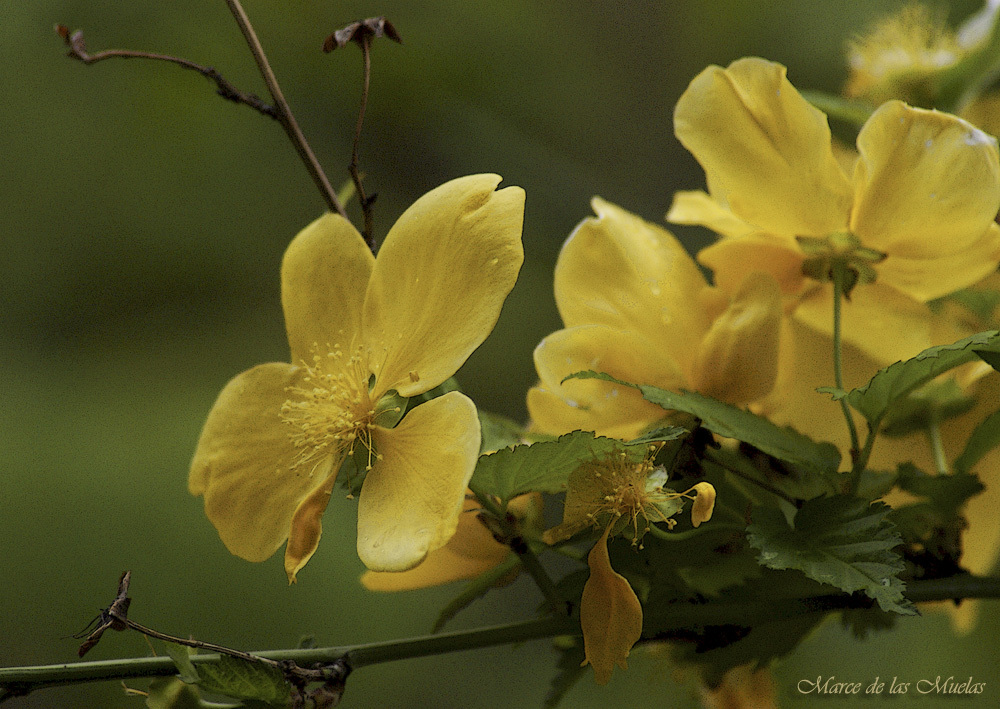 ...petalos amarillos...