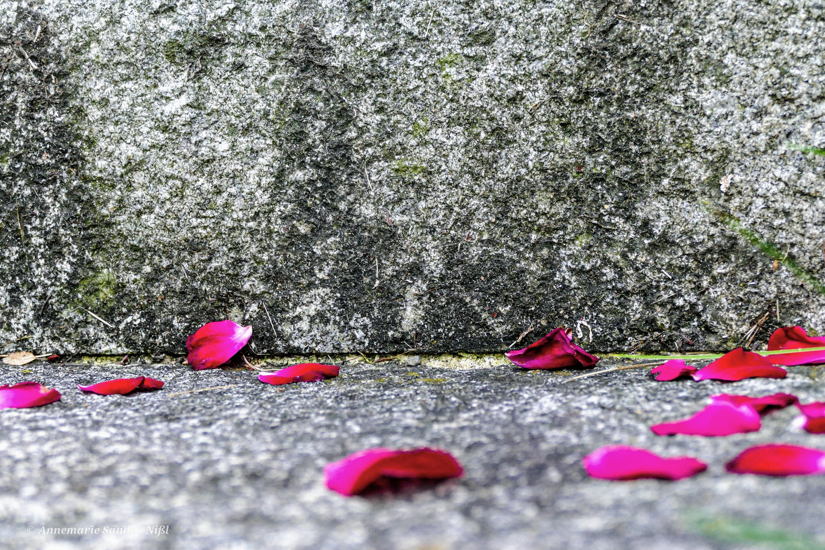 Petals on the stairs