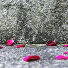 Petals on the stairs