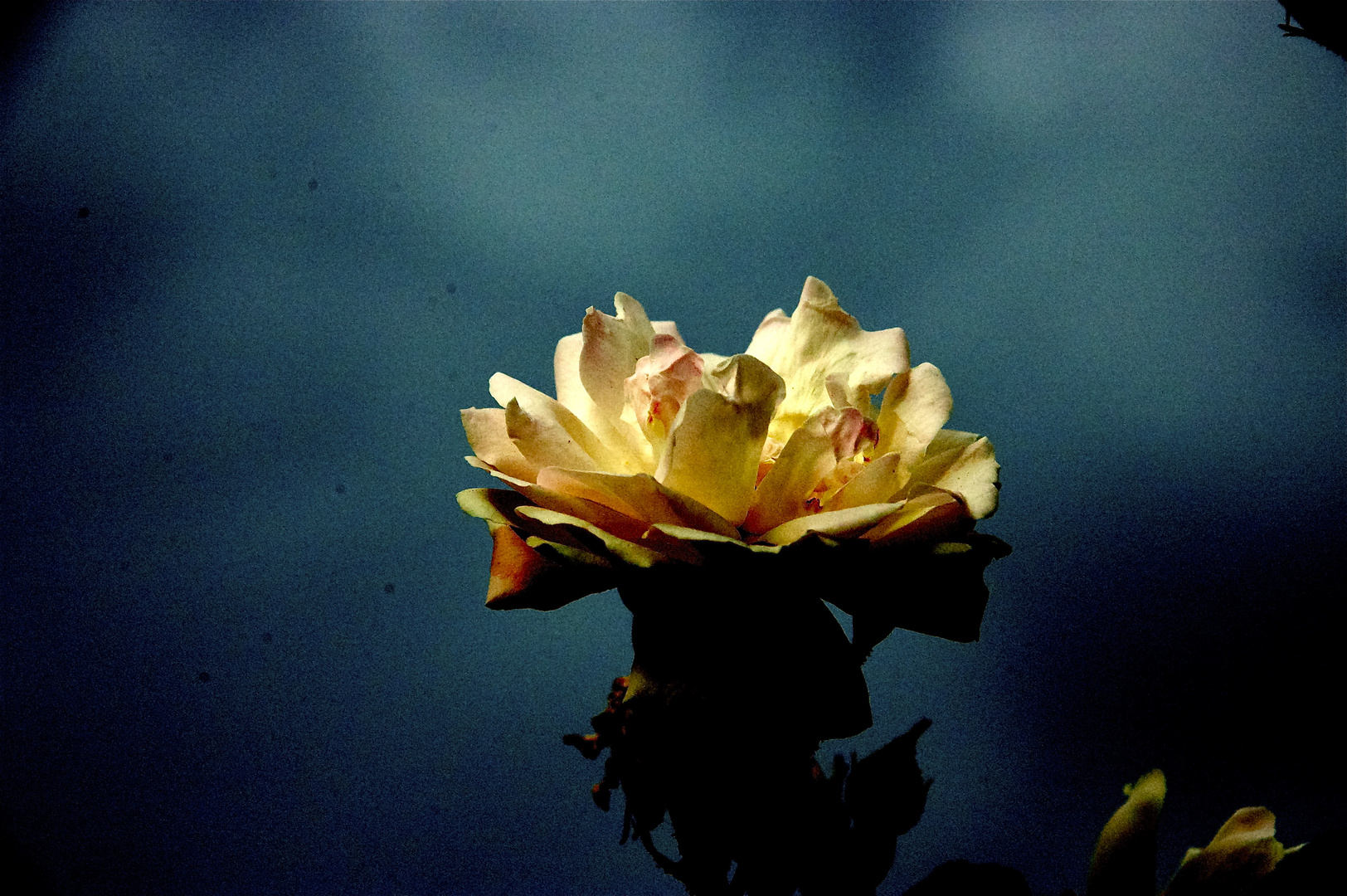 petals on the stem.