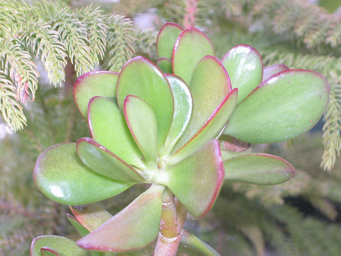 Petals or Leaves