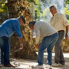 Petanque in Nîmes