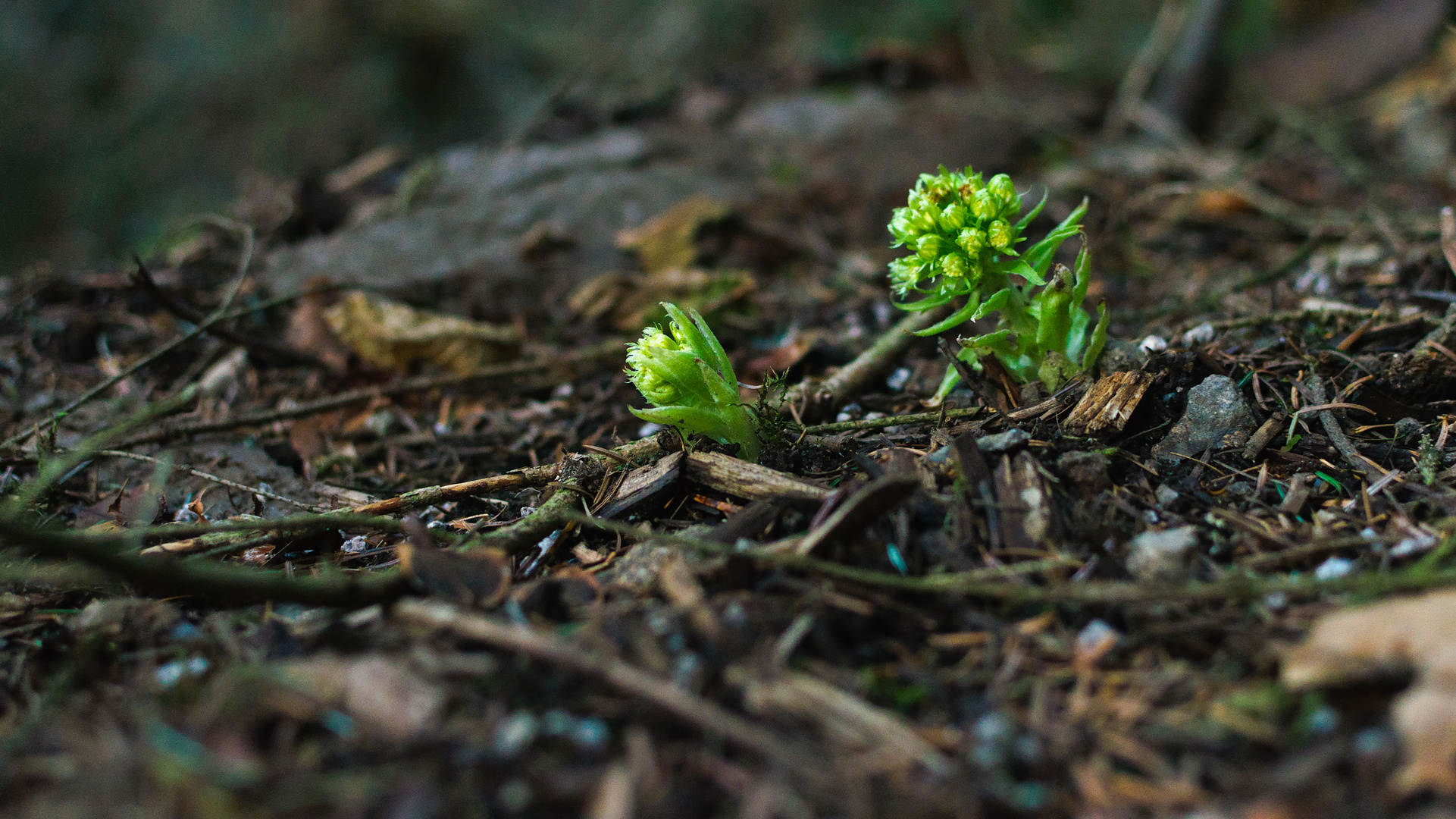 Petasites