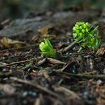 Petasites