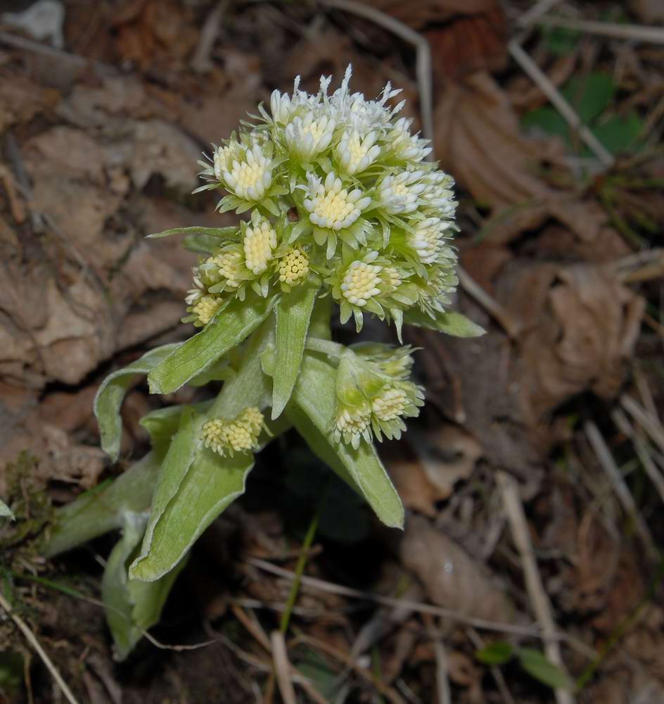 Petasites albus (Farfaraccio)