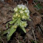 Petasites albus (Farfaraccio)