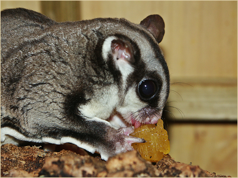 Petaurus breviceps