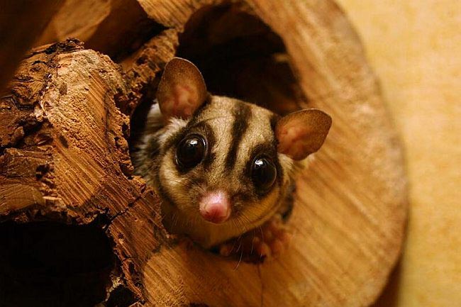 Petaurus Previzeps - Sugar Glider - Kurzkopfgleitbeutler 1