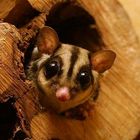 Petaurus Previzeps - Sugar Glider - Kurzkopfgleitbeutler 1