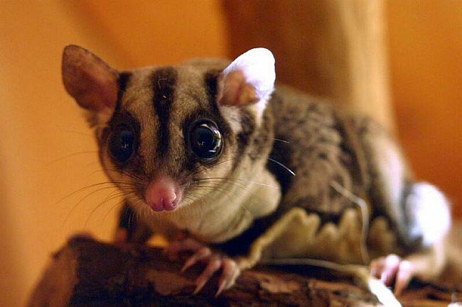 Petaurus Previzeps - Sugar Glider - Kurzkopfgleitbeutler