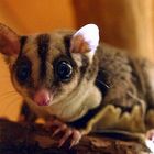 Petaurus Previzeps - Sugar Glider - Kurzkopfgleitbeutler