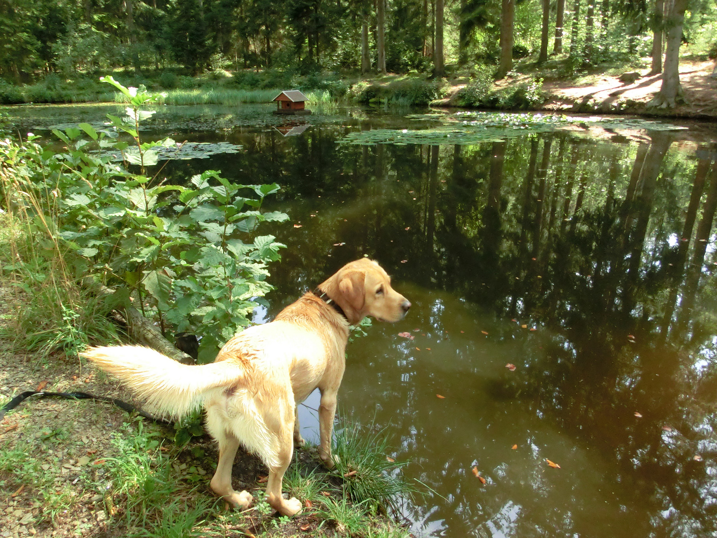 Pete am Seerosenteich