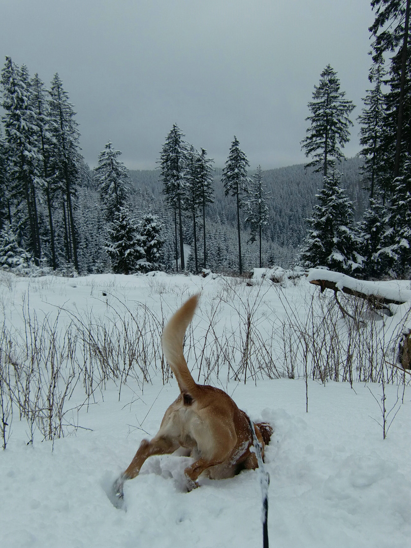 Pete der "Schneetaucher"