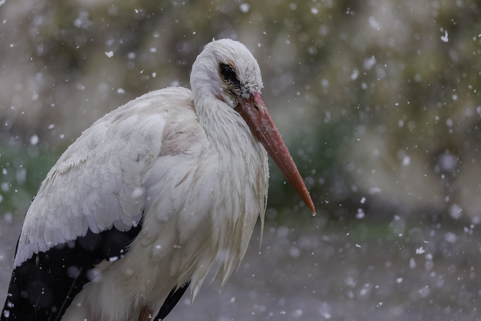 Peter, der älteste Weißstorch vom Affenberg